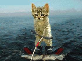Animais.gif