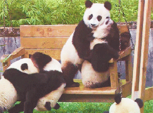 Animais_003.gif