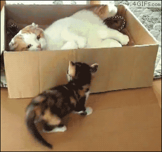 Animais_004.gif