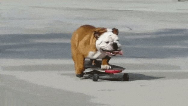 Animais_009.gif