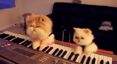 Animais_019.gif