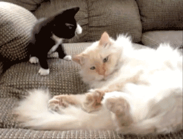 Animais_021.gif