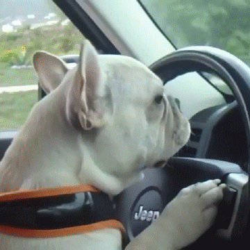Animais_023.gif