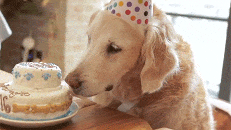 Animais_024.gif
