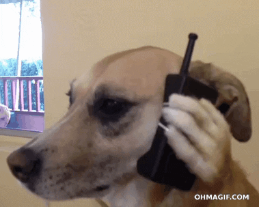 Animais_027.gif