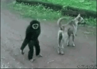 Animais_028.gif