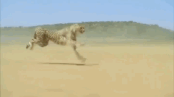 Animais_029.gif