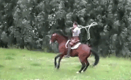 Animais_031.gif