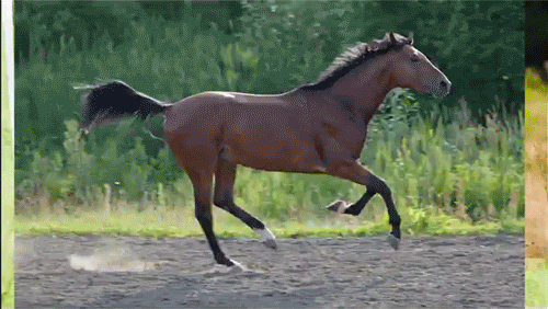 Animais_032.gif