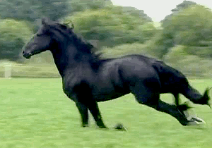 Animais_033.gif
