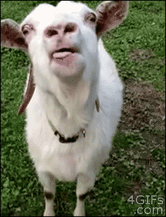 Animais_036.gif
