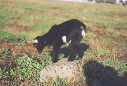Animais_039.gif