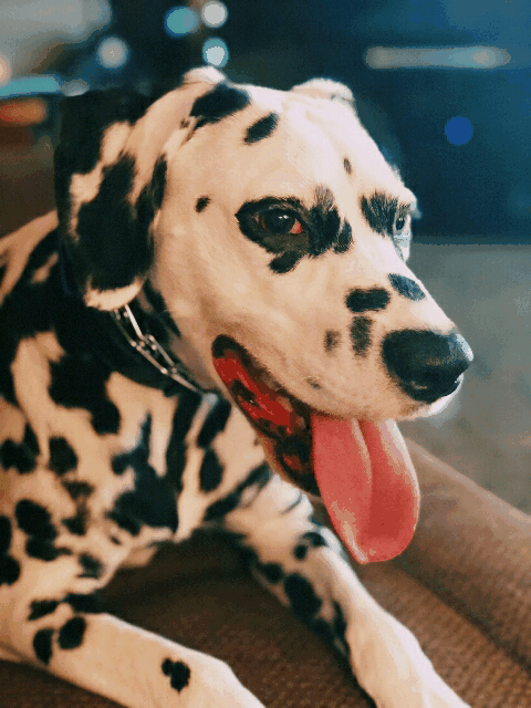 Animais_042.gif