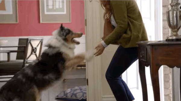 Animais_044.gif