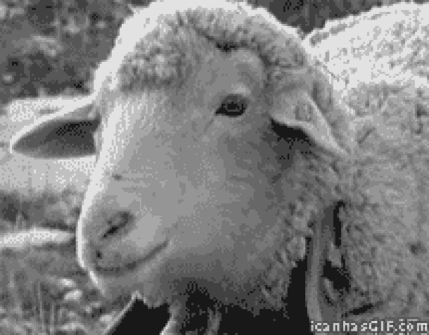 Animais_048.gif