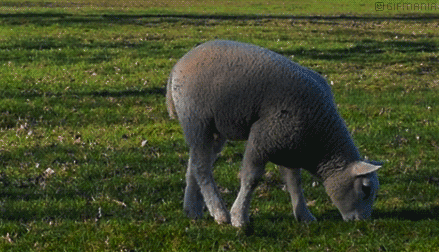 Animais_049.gif