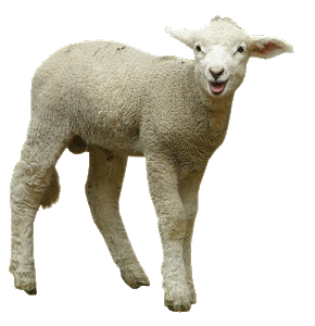 Animais_050.gif