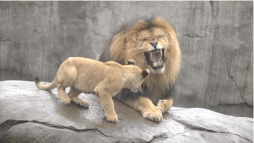 Animais_051.gif