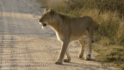 Animais_052.gif