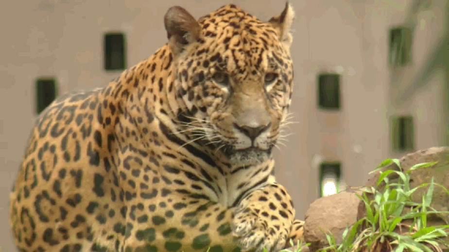 Animais_055.gif