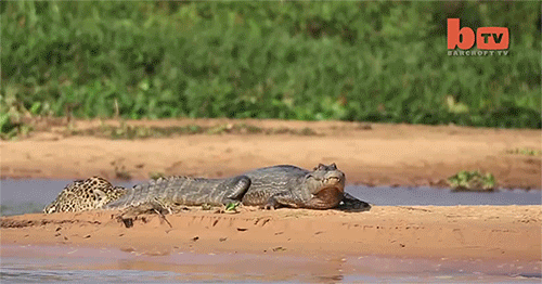 Animais_056.gif