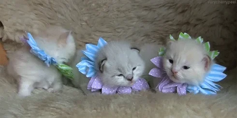 Animais_058.gif