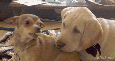 Animais_060.gif