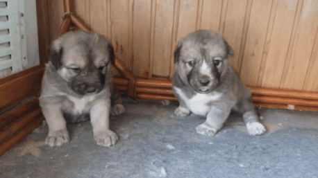 Animais_062.gif
