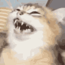 Animais_064.gif