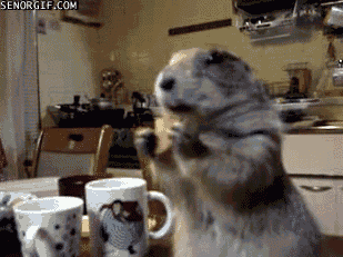 Animais_065.gif