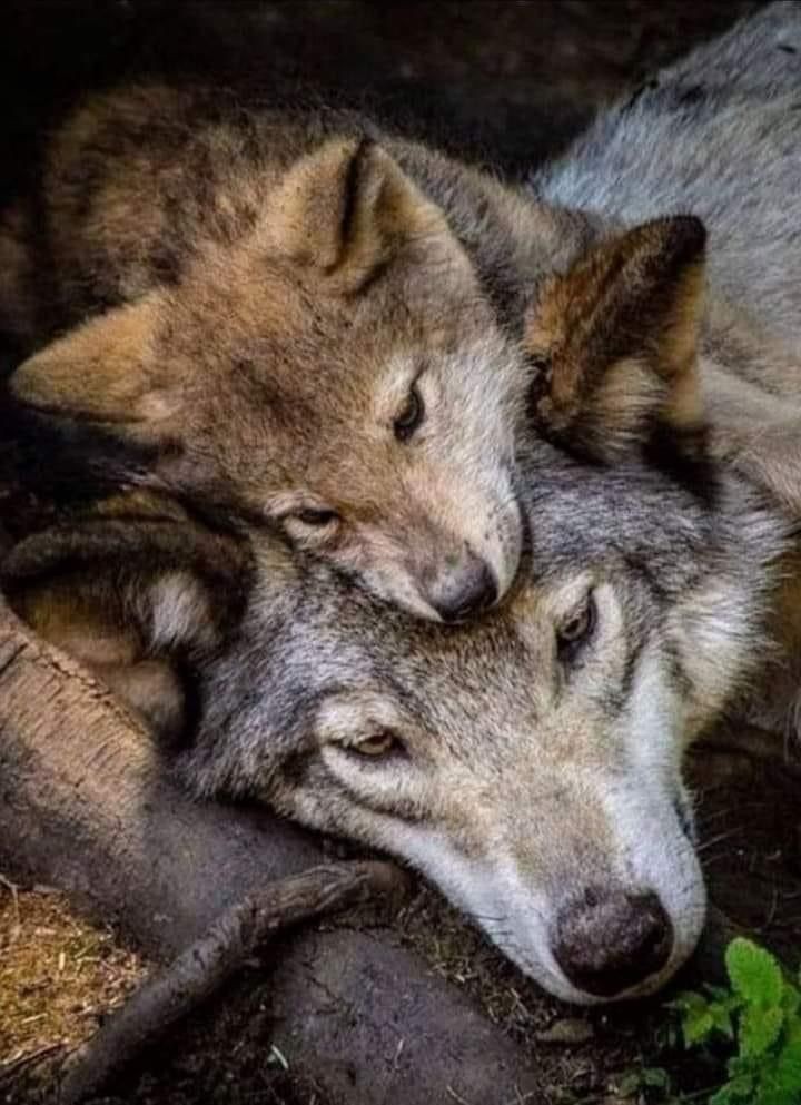 Animais_068.jpg