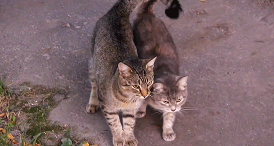 Animais_069.gif