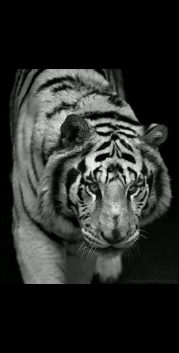Animais_070.gif