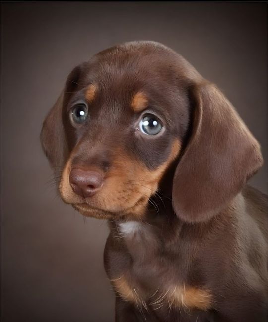 Animais_072.jpg