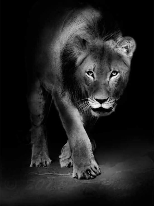 Animais_073.jpg