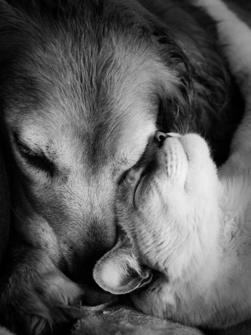 Animais_074.jpg