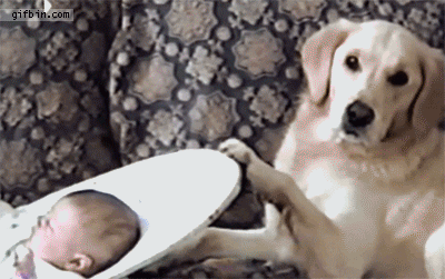 Animais_e_CrianЗas_001.gif