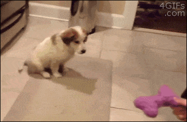 Animais_e_CrianЗas_014.gif