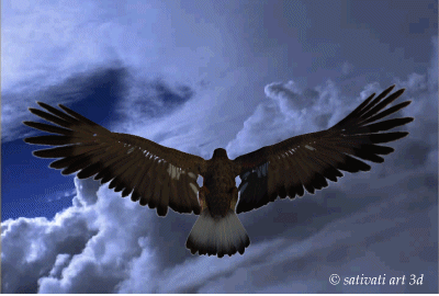 Aves_001.gif