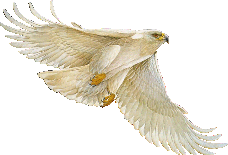 Aves_002.gif