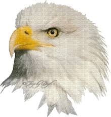 Aves_003.gif