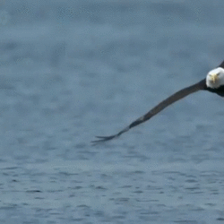 Aves_004.gif