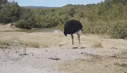 Aves_005.gif
