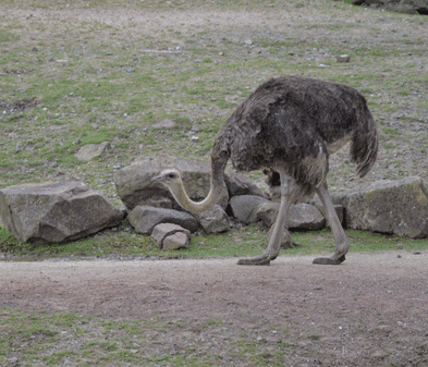 Aves_006.gif