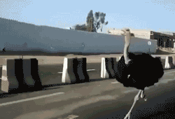 Aves_007.gif