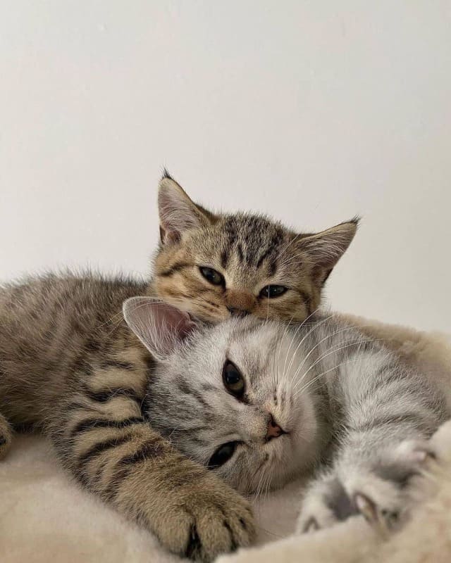 animais_640.jpg