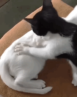 tumblr_a298ed9f007063dd8033157b2828566a_c49f782c_400.gif