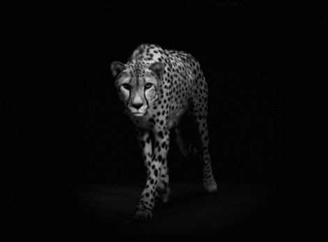 tumblr_ohodxn4Gqb1un9n25o1_500.gif
