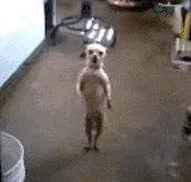 DanЗa_069.gif