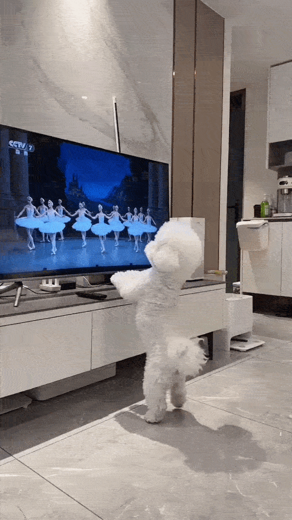 Dança_0016.gif